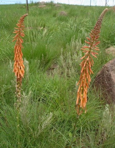 Kniphofia angustifolia